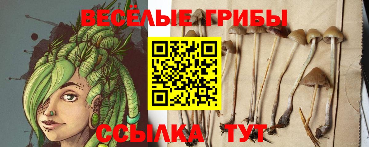 Галлюциногенные грибы Psilocybine cubensis  Вход с VPN  Кемерово 